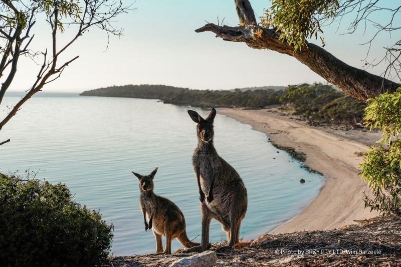 Kangaroos at Bay in South Australia 