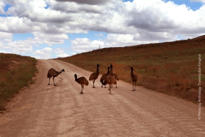 Emu crossing dirt road 