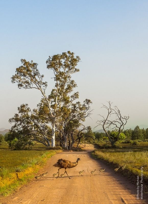 "Emus