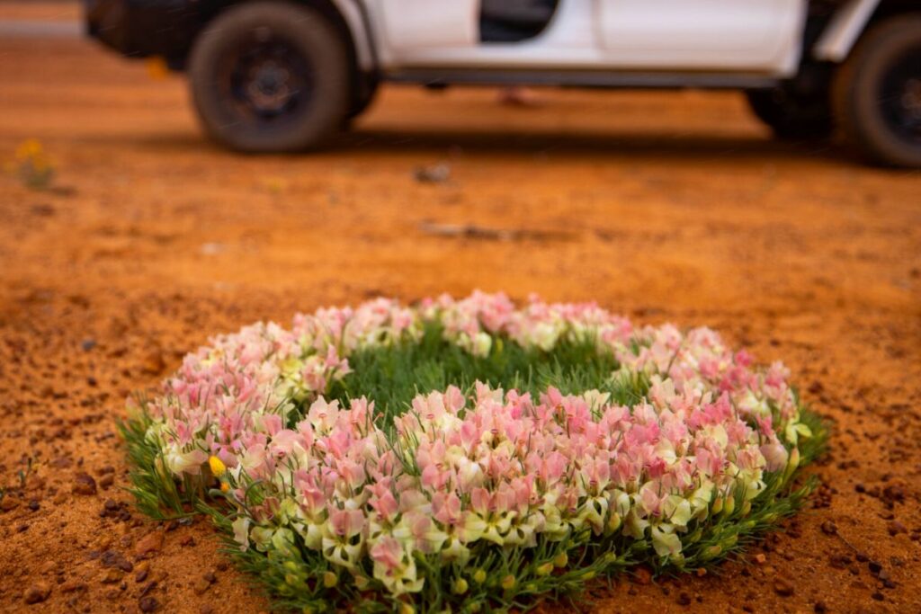 Wildblumenblüte in Westaustralien