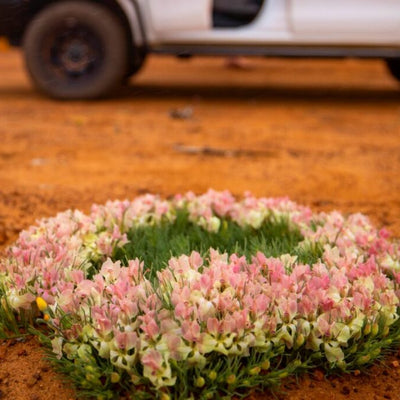 Wildblumenblüte in Westaustralien